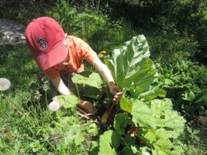 cutting rhubarb