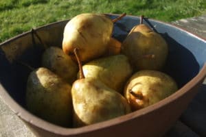 bowl of pears
