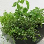 Herbs in a pot